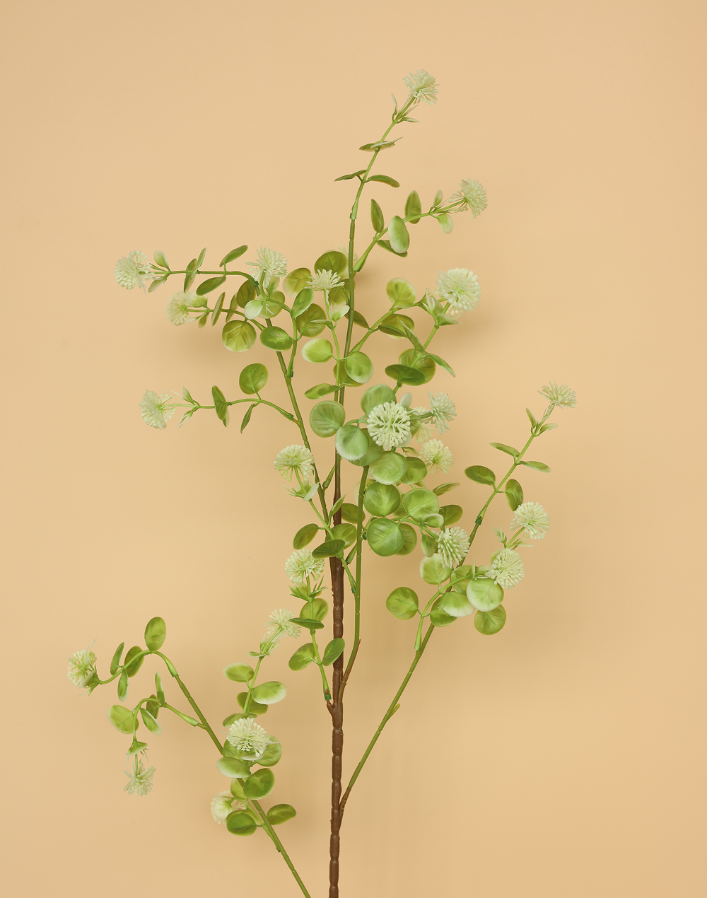 Trailing Eucalyptus Stem