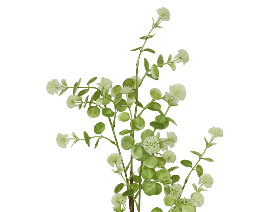 Trailing Eucalyptus Stem