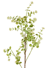 Trailing Eucalyptus Stem