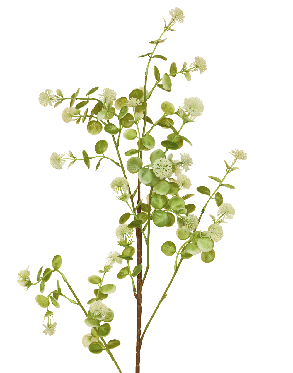 Trailing Eucalyptus Stem