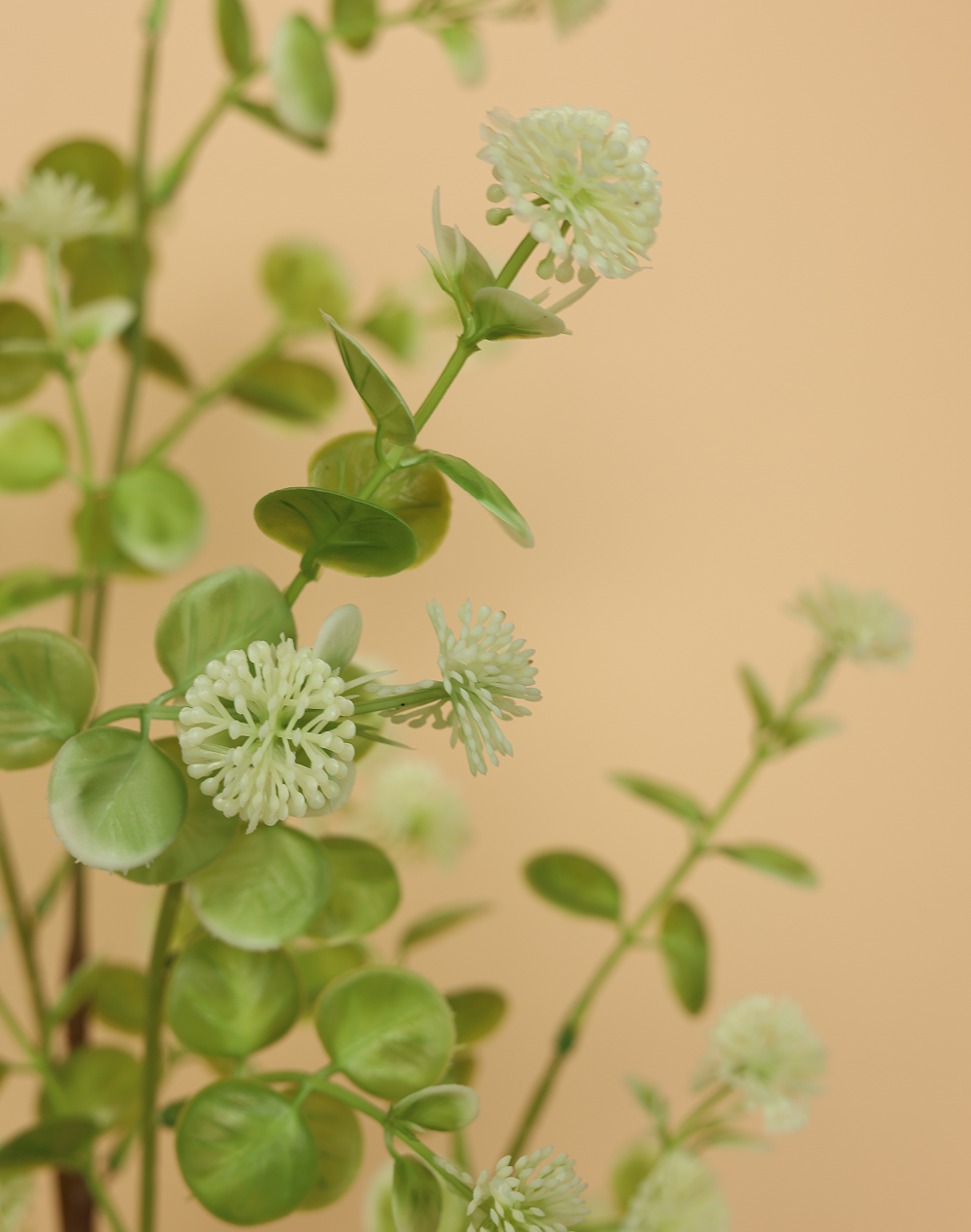 Trailing Eucalyptus Stem