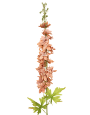 Delphinium Flowering Spray | Available in 3 Colors