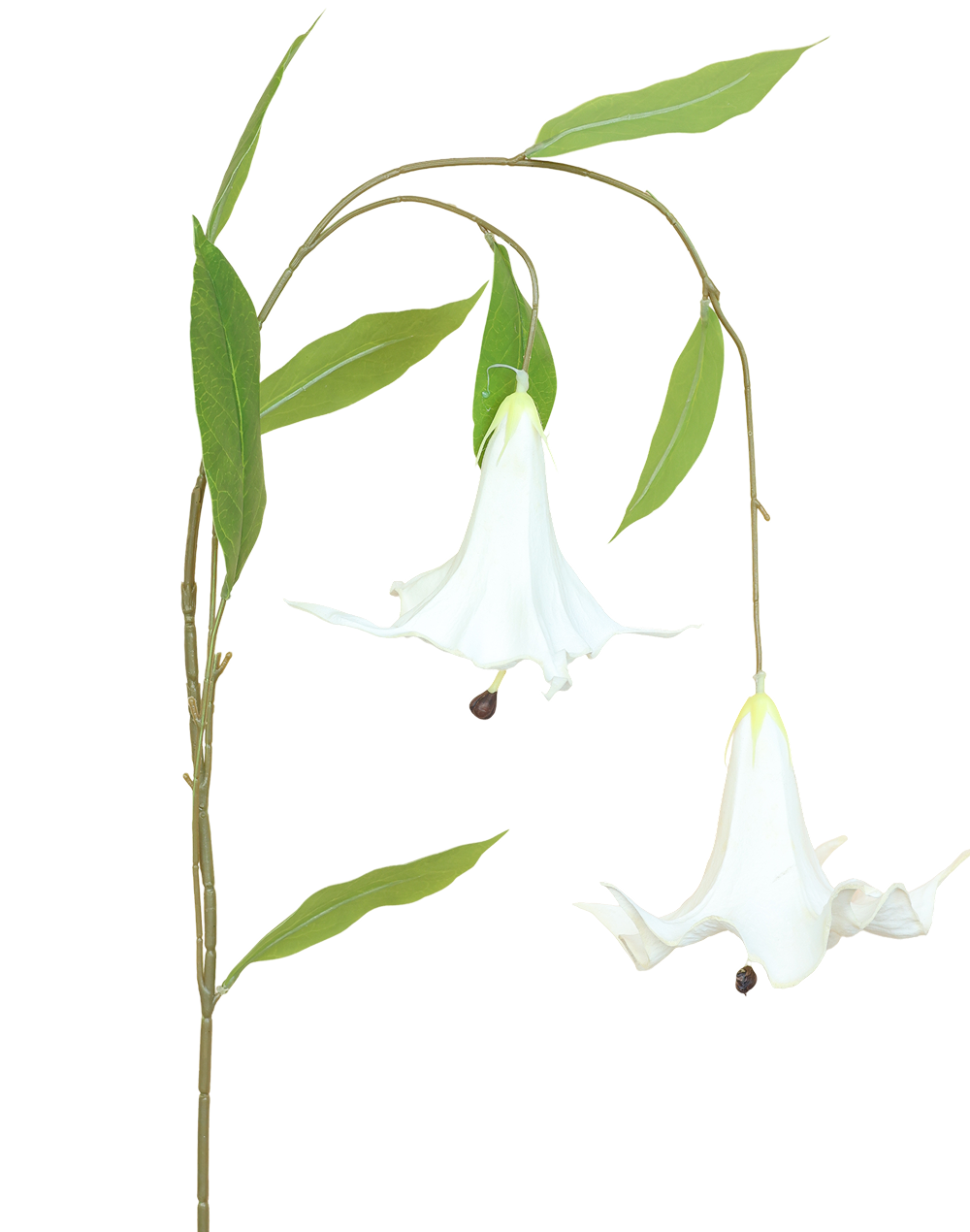 Angel's Trumpet | Available in 6 Colors
