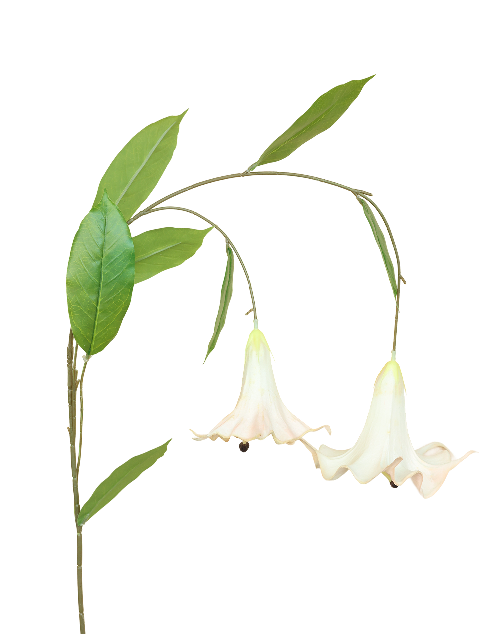 Angel's Trumpet | Available in 6 Colors