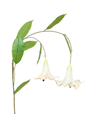Angel's Trumpet | Available in 6 Colors