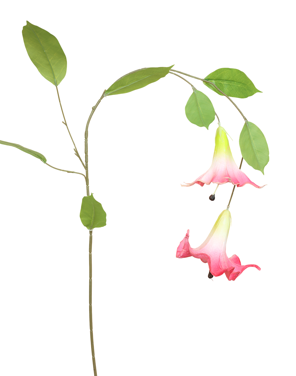 Angel's Trumpet | Available in 6 Colors