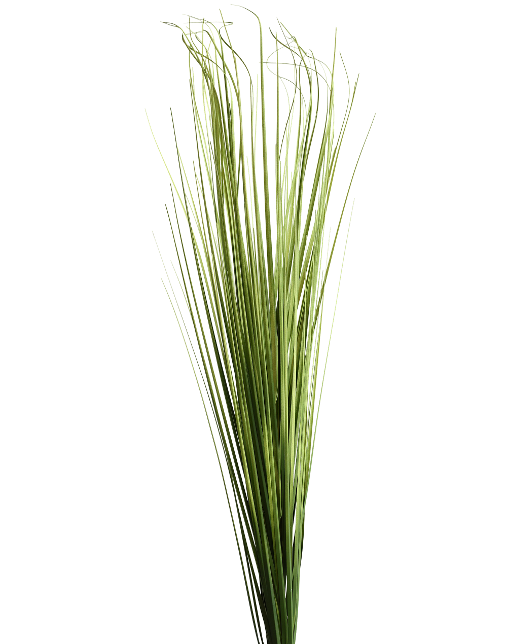 Foxtail Grass Spray | Available in 3 Colors