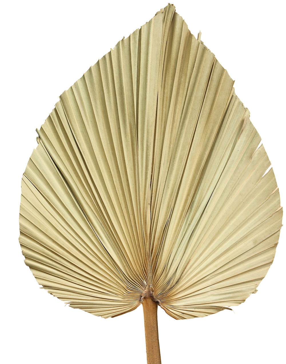 Dried Fan Palm Leaf | Available in 4 Sizes