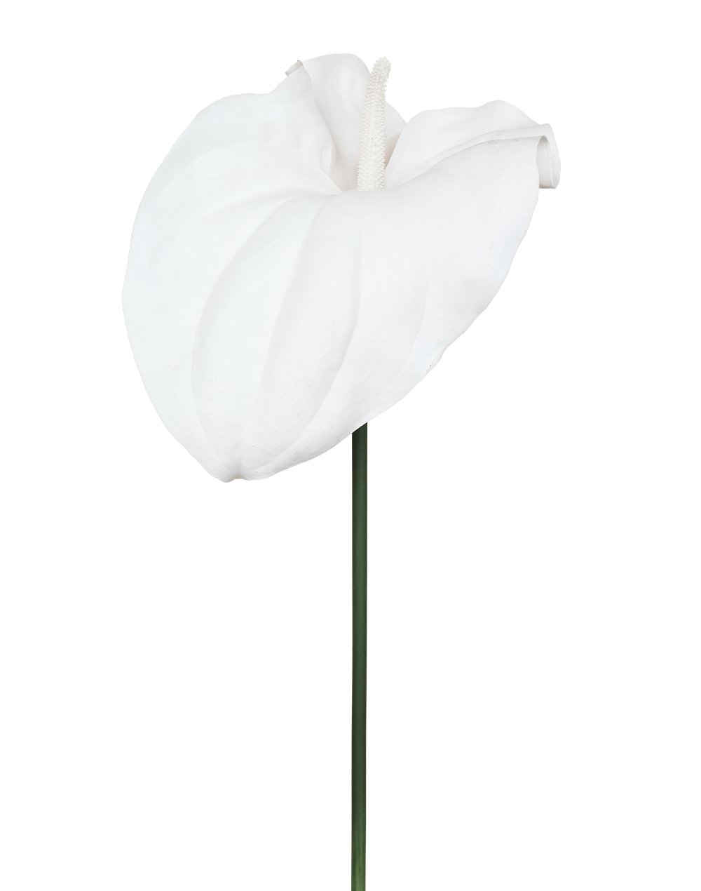 Anthurium | Available in 2 Colors