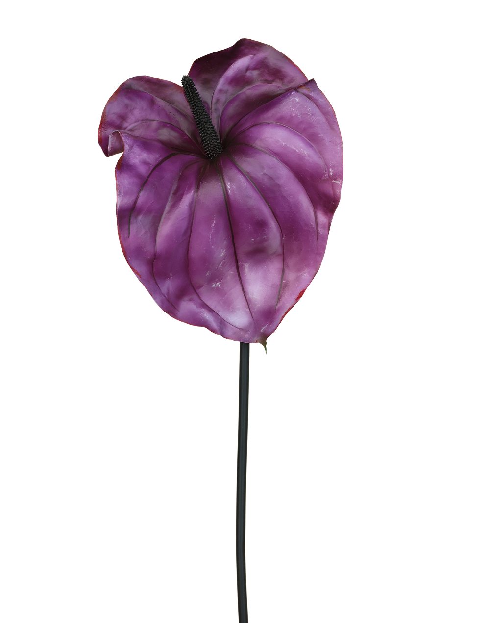 Anthurium | Available in 2 Colors