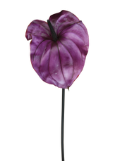 Anthurium | Available in 2 Colors