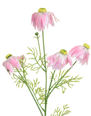 Coneflower Spray | Available in 2 Colors