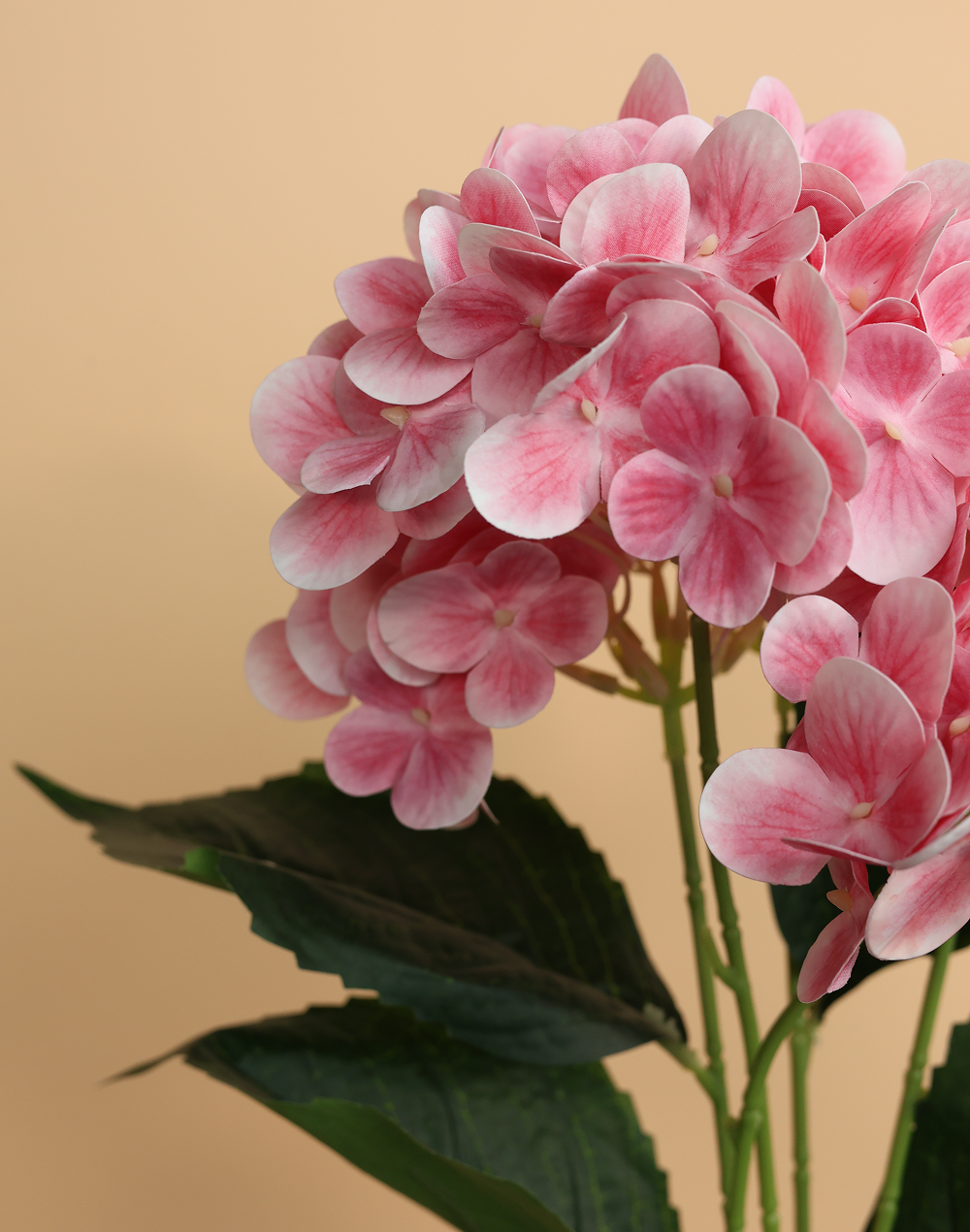 Soft Pink Hydrengea Pink