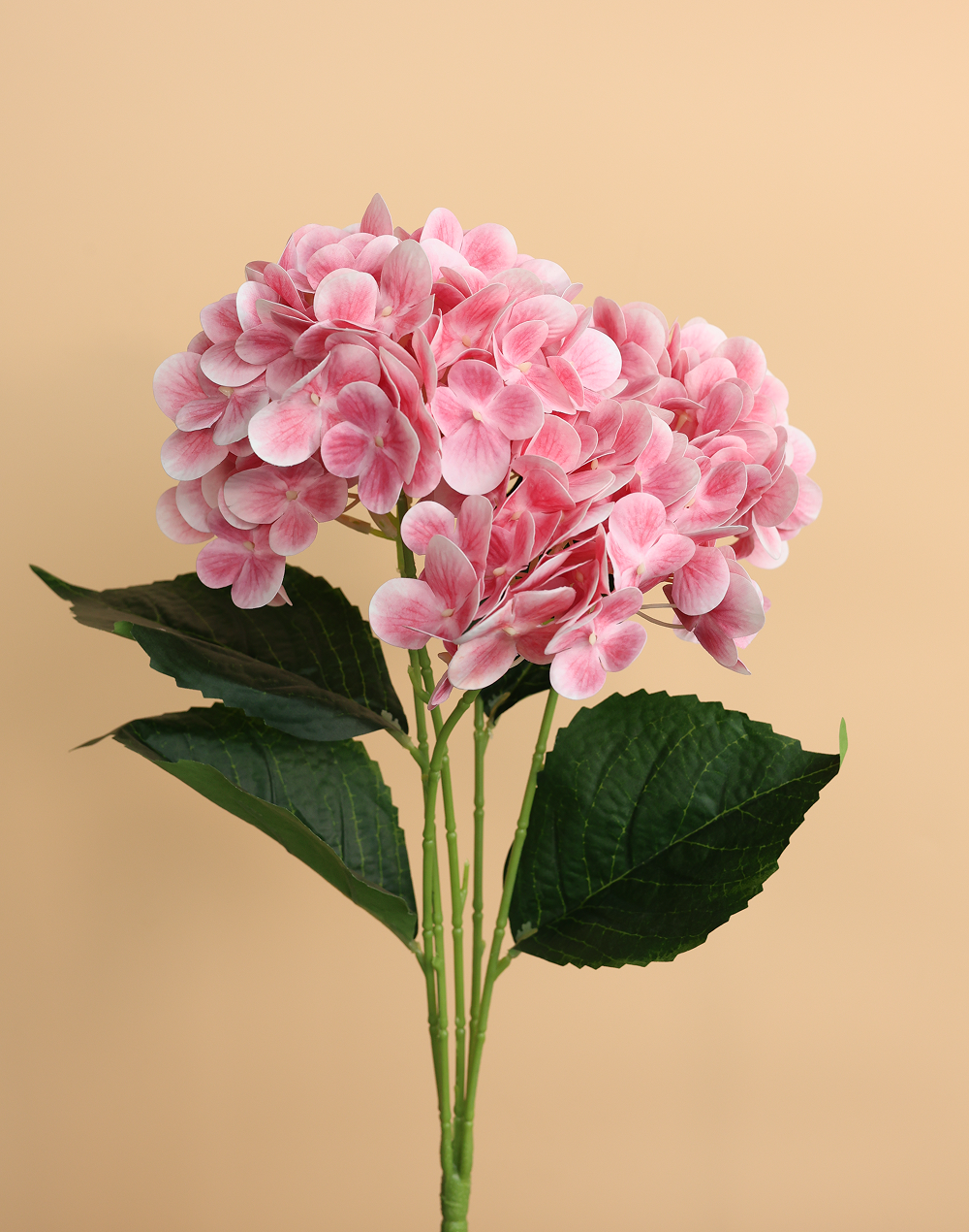 Soft Pink Hydrengea Pink