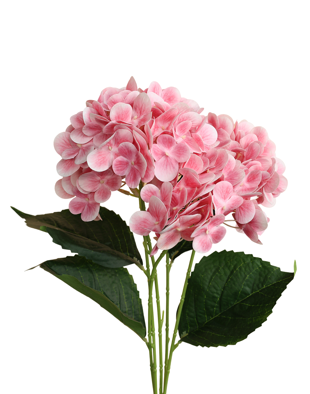 Soft Pink Hydrengea Pink