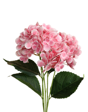 Soft Pink Hydrengea Pink