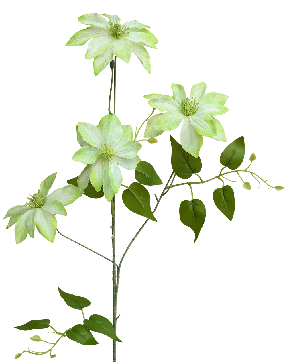 Clematis Nelly | Available in 3 Colors