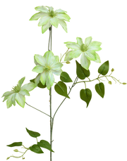 Clematis Nelly | Available in 3 Colors