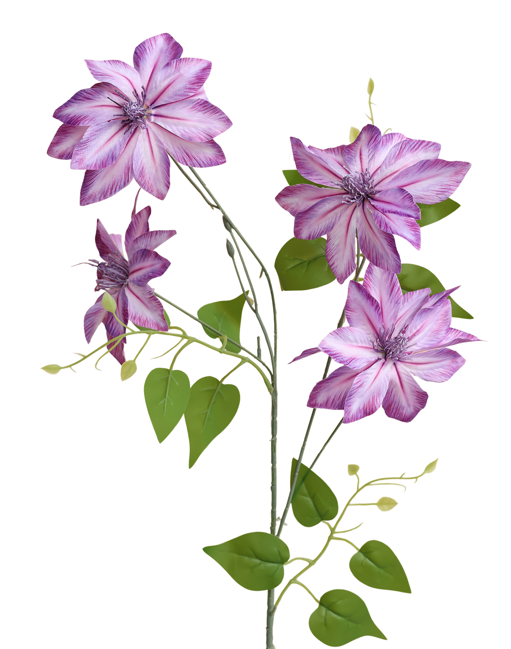 Clematis Nelly | Available in 3 Colors