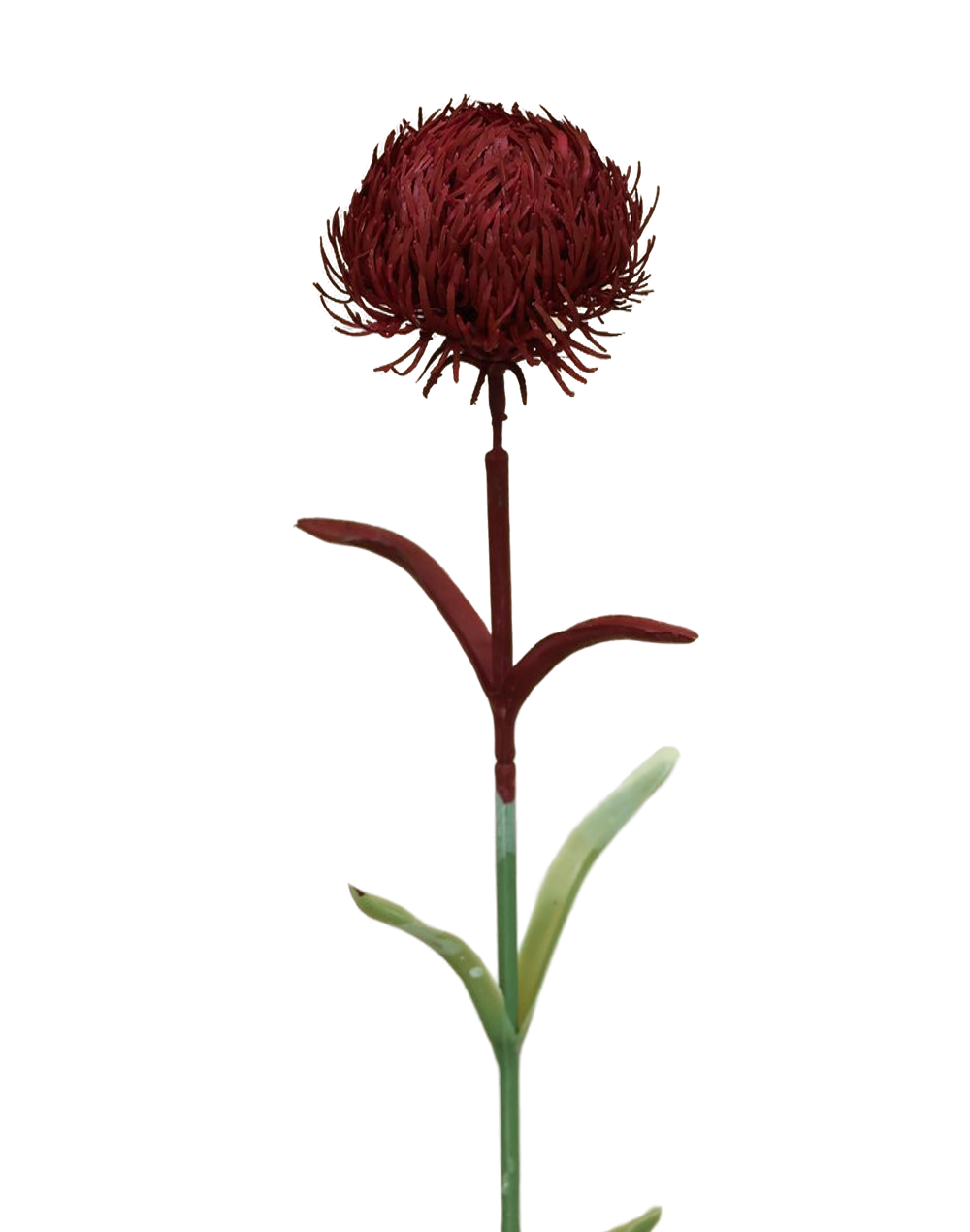 Dianthus | Available in 4 Colors