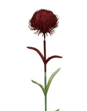 Dianthus | Available in 4 Colors