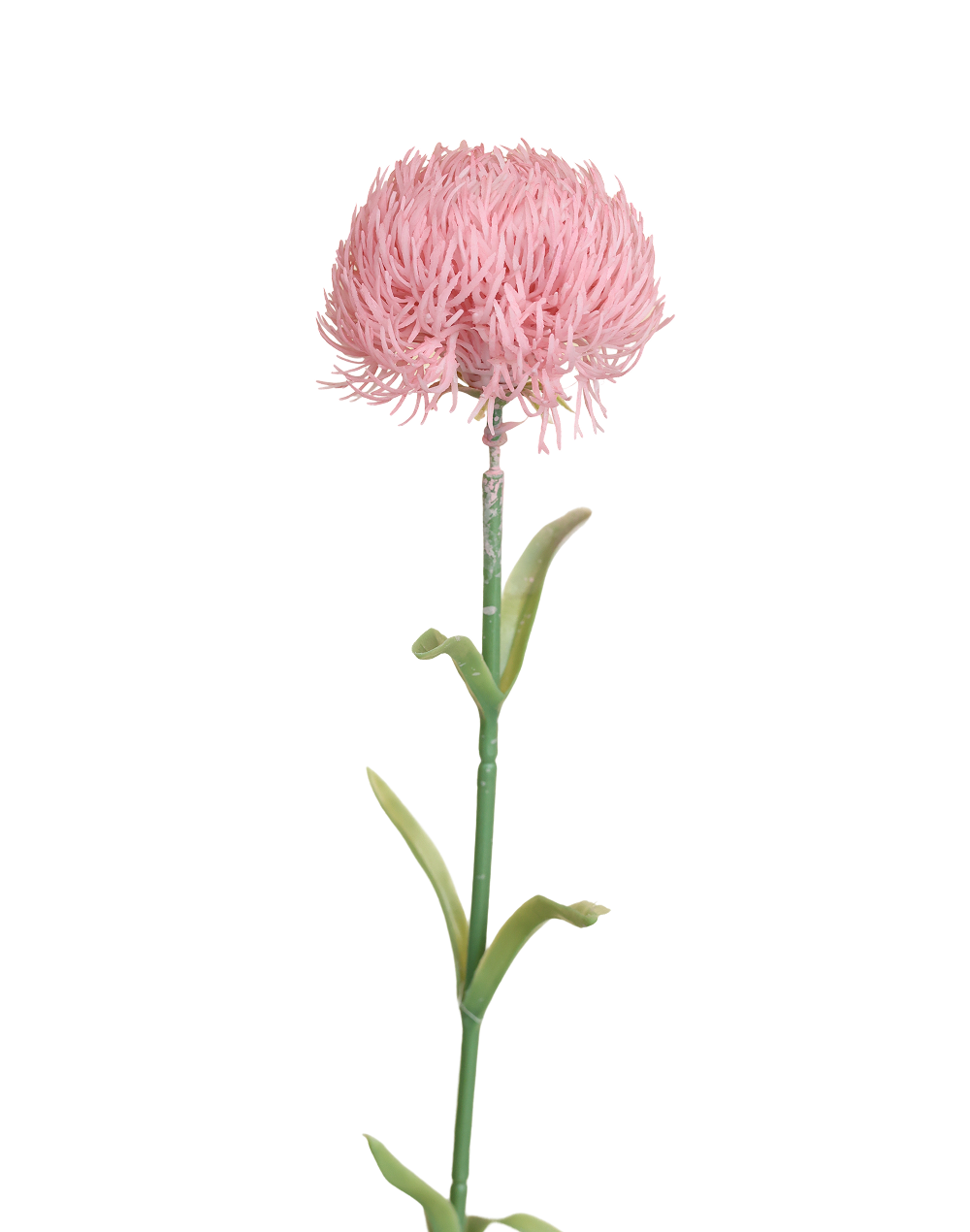 Dianthus | Available in 4 Colors