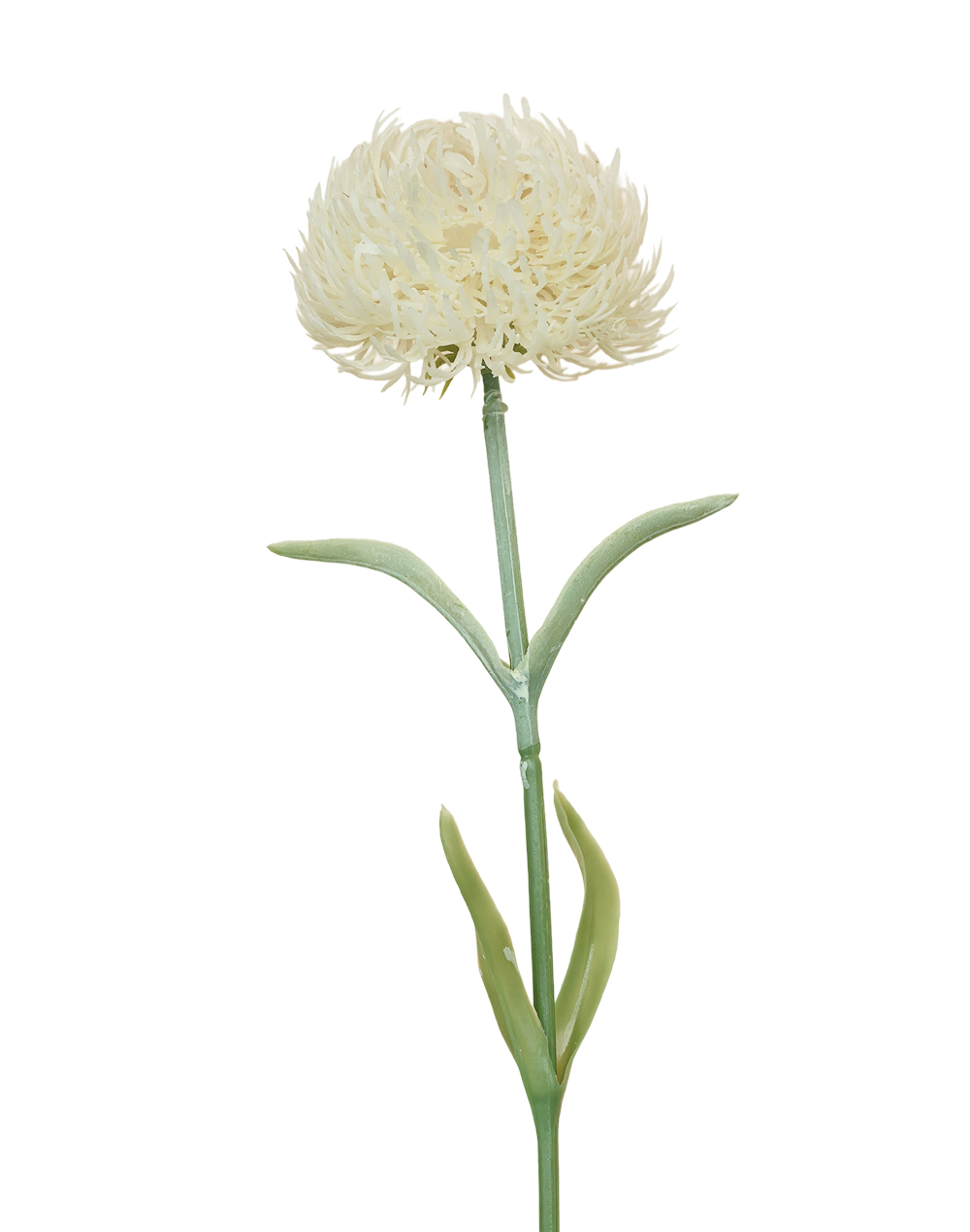 Dianthus | Available in 4 Colors