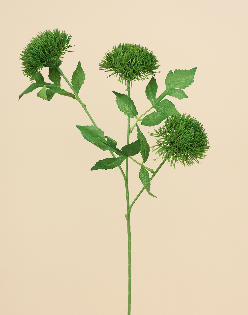 Green 3-head Dianthus Green