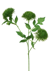 Green 3-head Dianthus Green