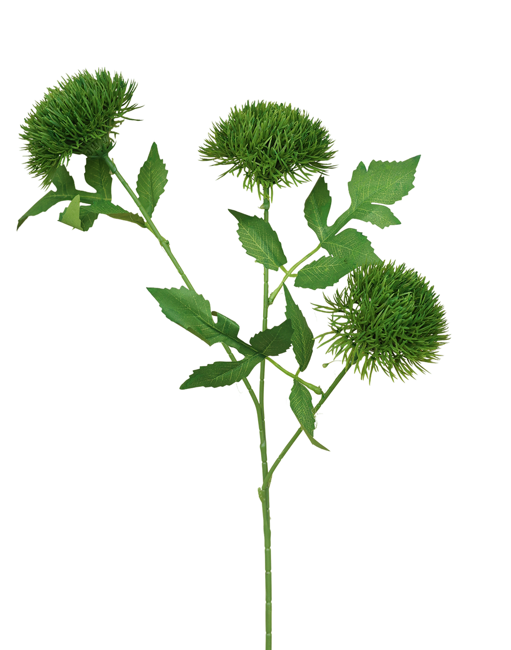 Green 3-head Dianthus Green