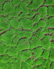 Wales Moss Panel Green