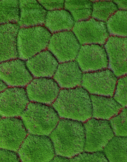 Pebble Moss Sheet