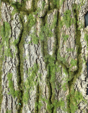 Tree Bark Wall Panel