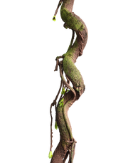 Moss Root Garland