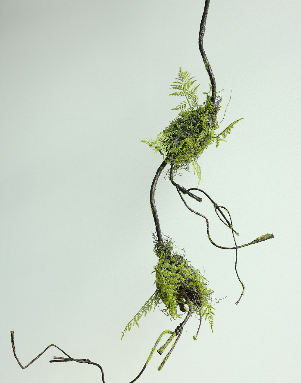Large Twisted Corkscrew Vine