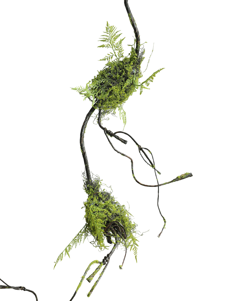 Large Twisted Corkscrew Vine