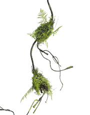 Large Twisted Corkscrew Vine