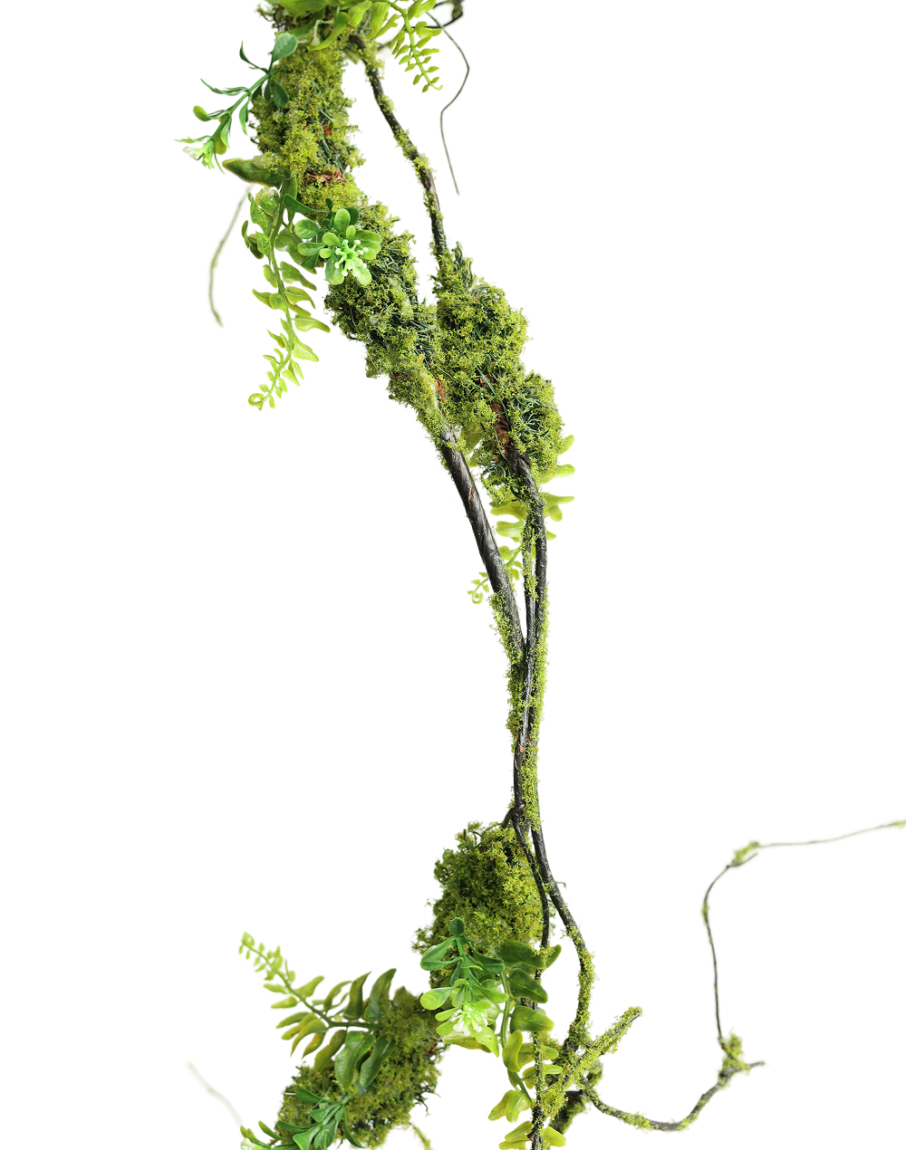 Prouted Pine Vine