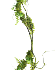 Prouted Pine Vine