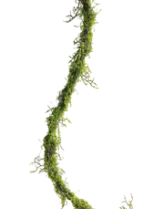 Mossy Forest Vine