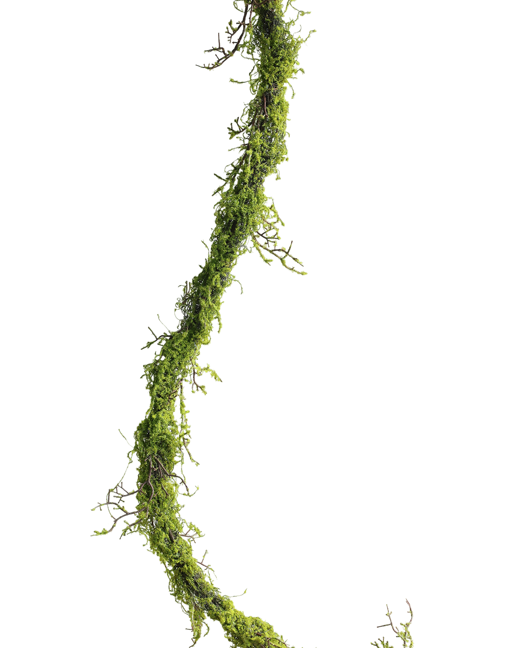 Mossy Forest Vine