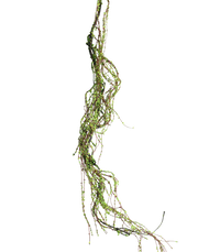 Spanish Mose Vine
