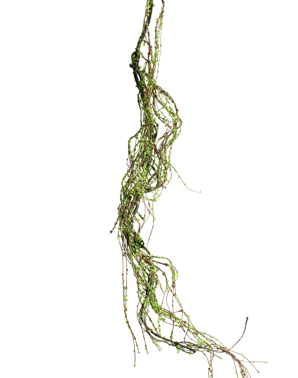 Spanish Mose Vine