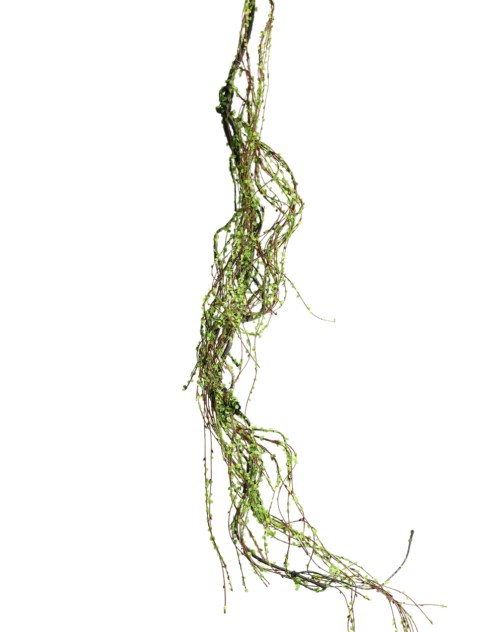 Spanish Mose Vine