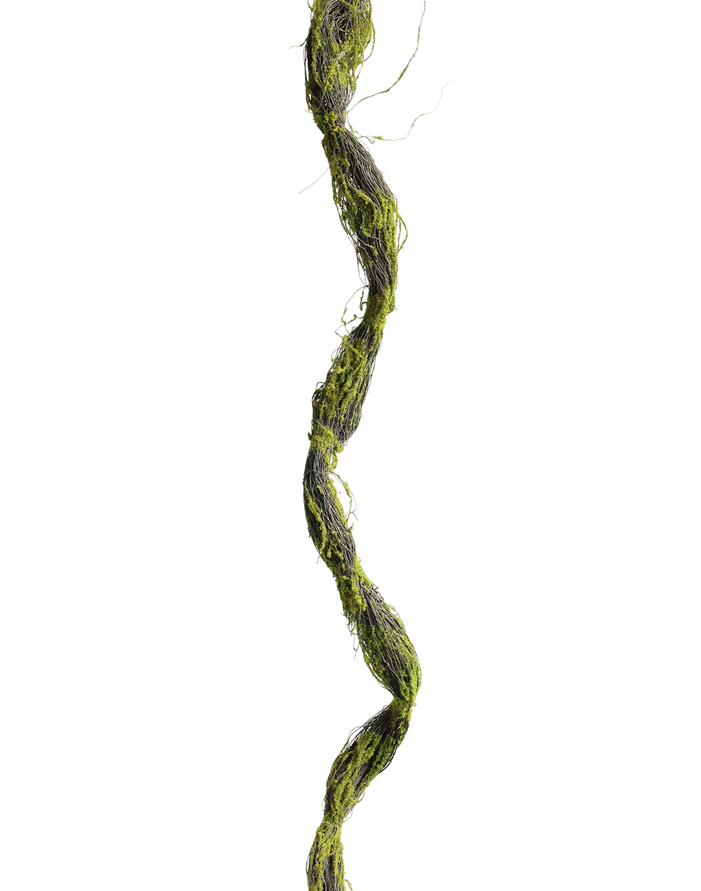 Tree bark Vine