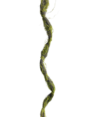 Tree bark Vine