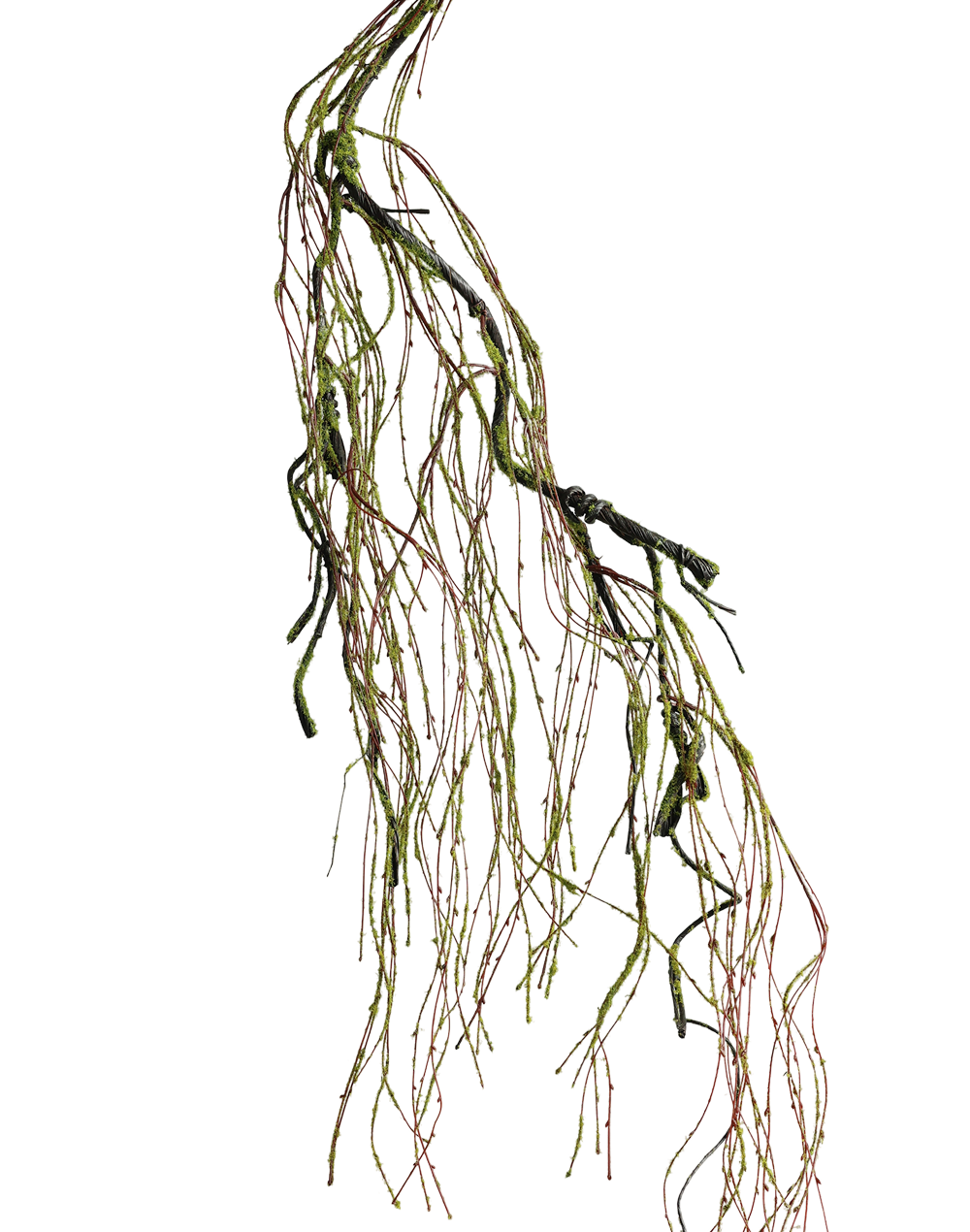 Moss Vine