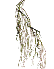 Moss Vine