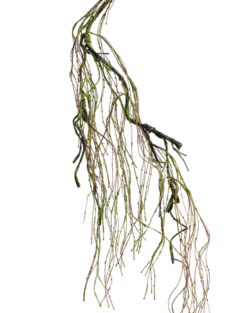 Moss Vine