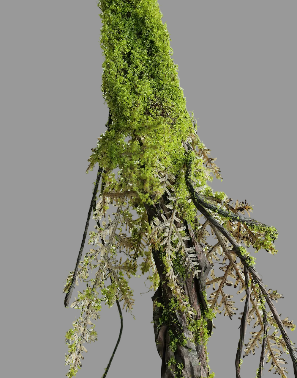 Hanging Root Vine
